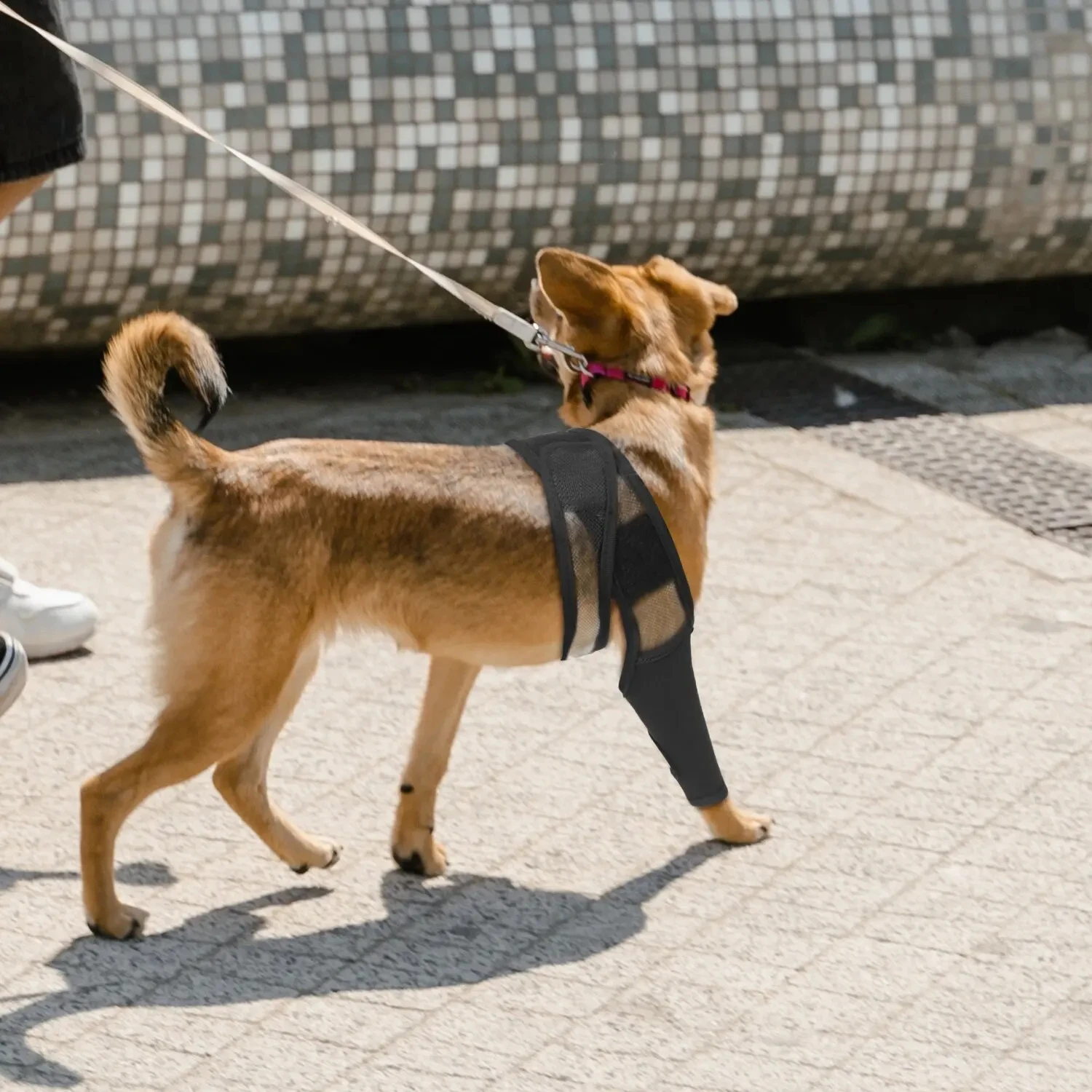Adjustable Dog Rear Leg Brace Knee Joint Support Wrap for Large Dogs Hind Leg Protector Recovery Sleeve for Injury Arthritis