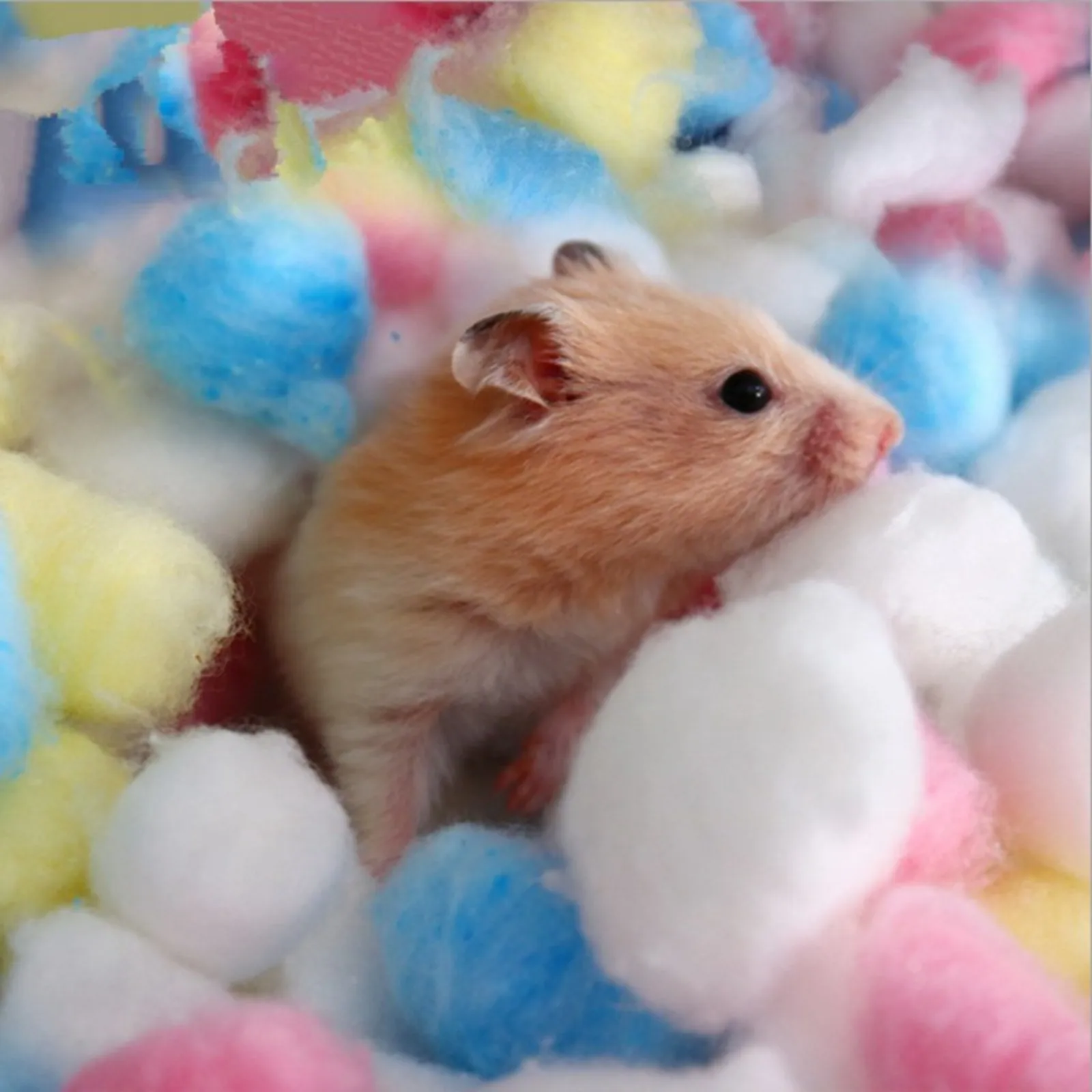 100Pcs Colorful Cotton Balls Small Animals Toys For Hamster Rat Mouse Nesting Material Winter Keep Warm House Filler Supply